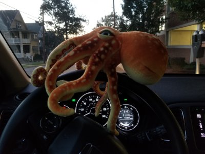 Woomy hangs onto the steering wheel.  When he saw this photo, he said, "I don't like that!"