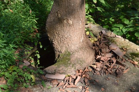 This tree was growing through what I presume was once some kind of manhole.  It's also grown around the edge of the hole on one side.