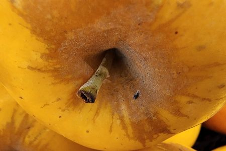 Stem of an Opal apple.