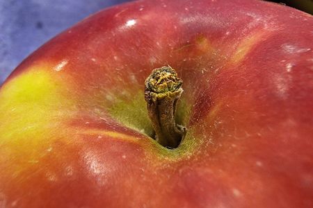 Stem of a McIntosh apple.