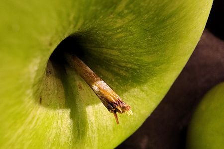 Stem on a Granny Smith apple.