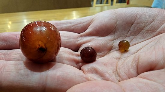 Tiny grapes, with a regular grape for scale
