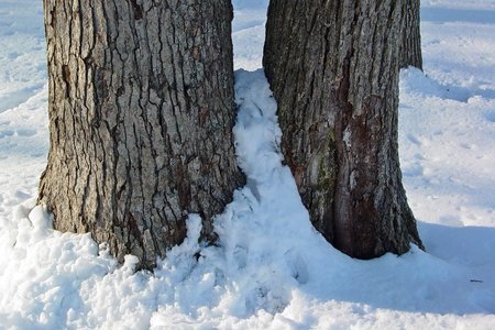 Two tree trunks, with snow at their base.