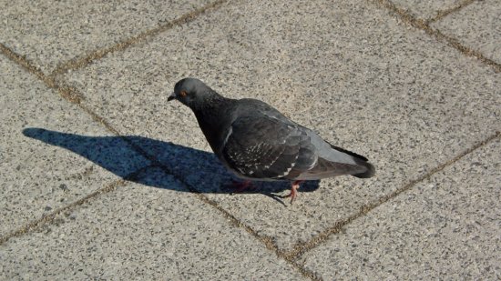 A pigeon.  What does it say that my first thought upon seeing this photo was that this bird has probably been dead for over 15 years by now?