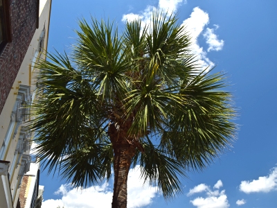 I really wanted to get a clear shot of a palmetto tree while on this trip, but this was the best that I was able to pull off.