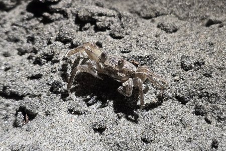 A tiny little sand crab!  It was so patient, too, standing still while we photographed it.