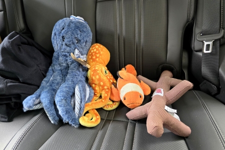 The critters, Paul, Woomy, David, and Branch, sitting in the back of the HR-V.  Woomy definitely was not pleased about the delay.  Paul was just excited to be on his first real road trip with us.