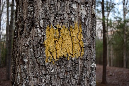Yellow blaze on a tree marking the overlook trail.