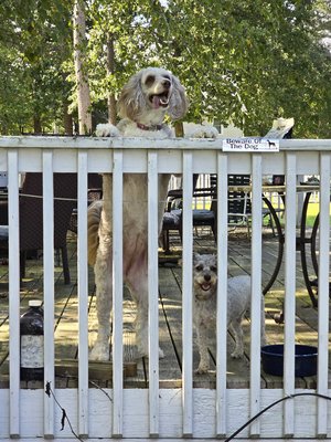 Maggie (at left), and Ellie (at right), on the deck at Patrick's house. Maggie spent much of our visit barking at us.