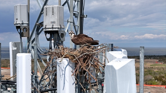 An osprey maintains a nest in a cell tower.