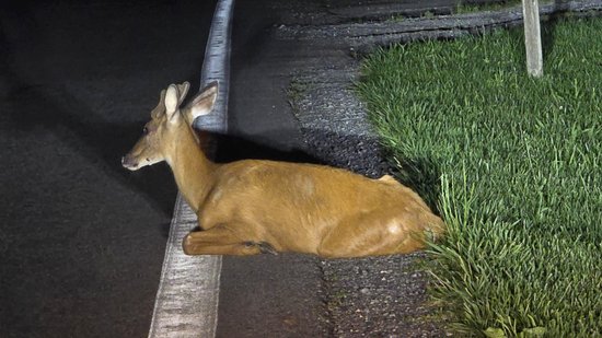 The deer after it laid back down following its attempt to leave.