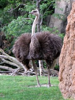 The last thing that we saw at the Lincoln Park Zoo was the ostrich.