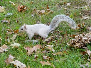 One of the things we found while we were walking around was a white squirrel! That was SO neat to see, and it thankfully stood still long enough for me to photograph it.