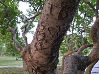 This tree contained many carvings on its limbs. I have no idea how old these are, but based on past experiences in DC, these sorts of carvings can last for decades.