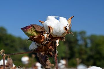 A field of cotton.