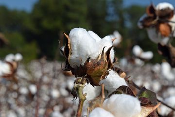 A field of cotton.