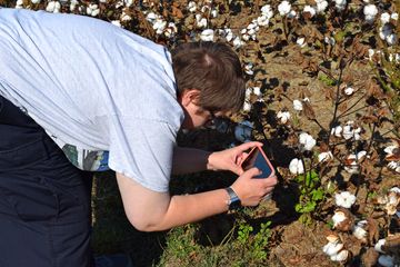 Elyse photographs some cotton.