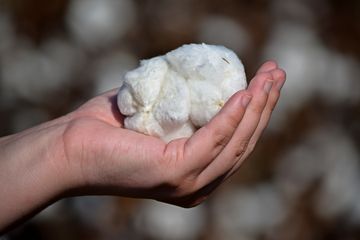 Elyse picked a few pieces of cotton off of a nearby plant to keep as a souvenir.