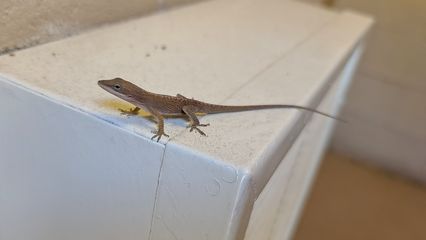 The green anole, just hanging out on a heater unit in the stairwell.