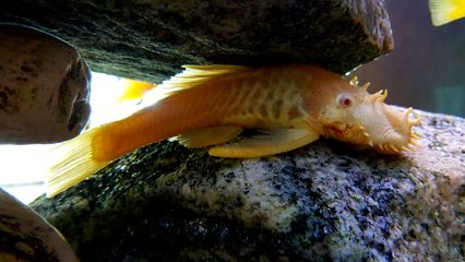 This is Hank, a bristlenose catfish that lives at the Comfort Inn in Nags Head.