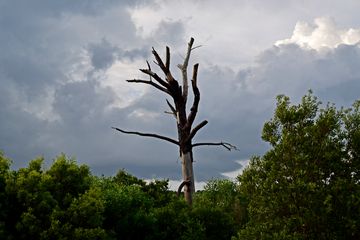 I also saw this funky-looking dead tree sticking up above the rest of the scenery.