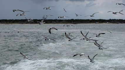 Sea gulls trailing our boat.