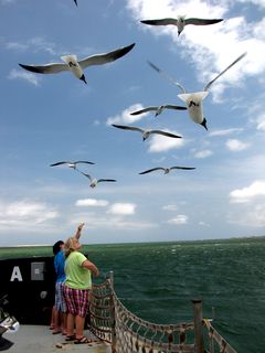 A family feeds the sea gulls from the stern.