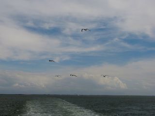 Sea gulls passing us by.