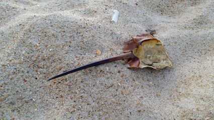 The remains of a horseshoe crab, spotted way up the beach, some distance from the ocean. I wonder if this particular crab got washed out during a high tide or something.