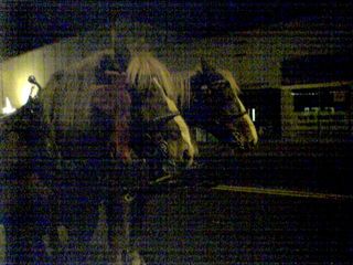 On December 10, my friend Katie and I went to downtown Waynesboro at night for a Christmas show.  The turnout was somewhat low, but there were big horses there pulling carriages for people to ride in.