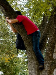 A person stands in a tree in order to get the perfect photography angle.