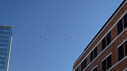 In the middle of shooting the signage at the Tennessee Theatre with the DSLR, I got distracted by some birds flying around nearby.