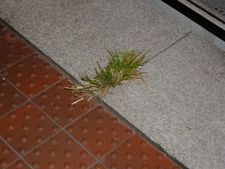 Returning to Vienna, I noticed an oddity: grass growing out of the platform!