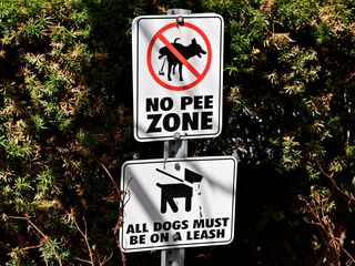 Signs asking that pet owners not allow their dog to urinate on the bushes.  I still maintain that these signs are really tacky, just as I said in a 2015 Journal entry, and more obnoxious than the original problem.