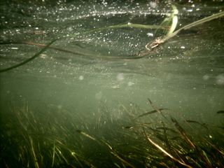 Underneath the water at this point, the river was not only shallow, but had a lot of grasses growing on the bottom. The grasses were only present in the first part of the course.