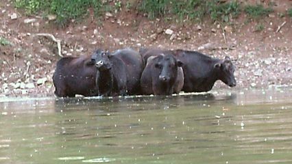 Cattle in the water - another what-the-crap moment. I was somewhat concerned that the cattle would try to come over and check us out, but thankfully, they stayed over there.