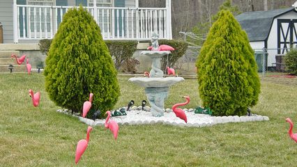 Pink flamingoes, March 18, 2004