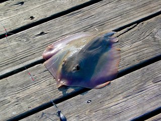 One gentleman caught a skate! He ended up throwing the skate back, but not before first making sure to remove the hook.