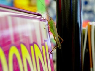 You never know what you'll find in those Virginia Beach souvenir shops. In this case, a "big, gross bug" sought refuge from the rain on one of the racks at the Holiday Department Store.