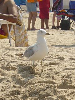 A sea gull stands atop the ridge along the beach.