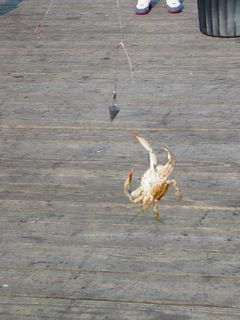 The crab is caught!