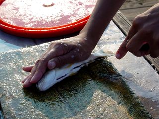 Preparing a fish - de-scaling, slicing, and removing the guts.