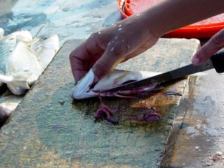 Preparing a fish - de-scaling, slicing, and removing the guts.