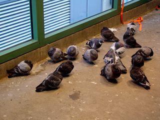 The next day, as we caught the "L" train at Davis station, we noticed that humans aren't the only ones who appreciate the heat lamps in the stations. The pigeons love them, too...