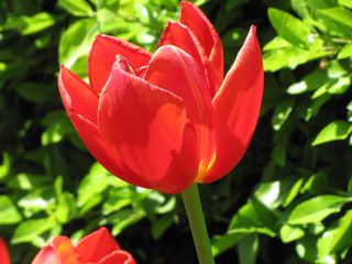 On April 26, before joining the World Bank protest, I stopped to smell the tulips. There were some absolutely beautiful tulips in bloom in Dupont Circle, and I hope to convey how wonderful they were in these shots...