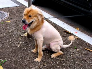 Seen at the raid, have you ever seen an animal with a "lion cut"? We spotted a dog with just such a cut walking around DC with its owner. Interesting, but I don't know if that's the doggy fashion statement that I would want to make.