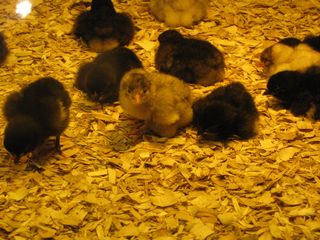 Baby chickens!
