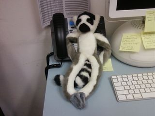 This stuffed animal belonged to one of our summer interns, who named it "Kumquat Lemur". Interestingly enough, they even created a Facebook account for it! This photo was taken specifically to end up on Facebook, and true to form, I tagged its face in the photo.