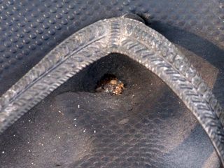 When I felt an odd rubbing feeling on my left foot, I checked it out, and was surprised to see that I had blown out a flip-flop! I burned straight through the left sole, leaving a small hole. Never before had I burned through a pair of flip-flops like that...