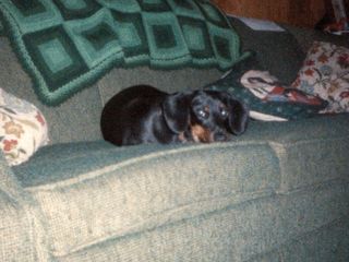 Greta strikes a relaxed pose on the couch in Rogers.